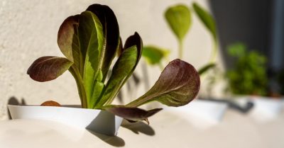 HYGREENS-3